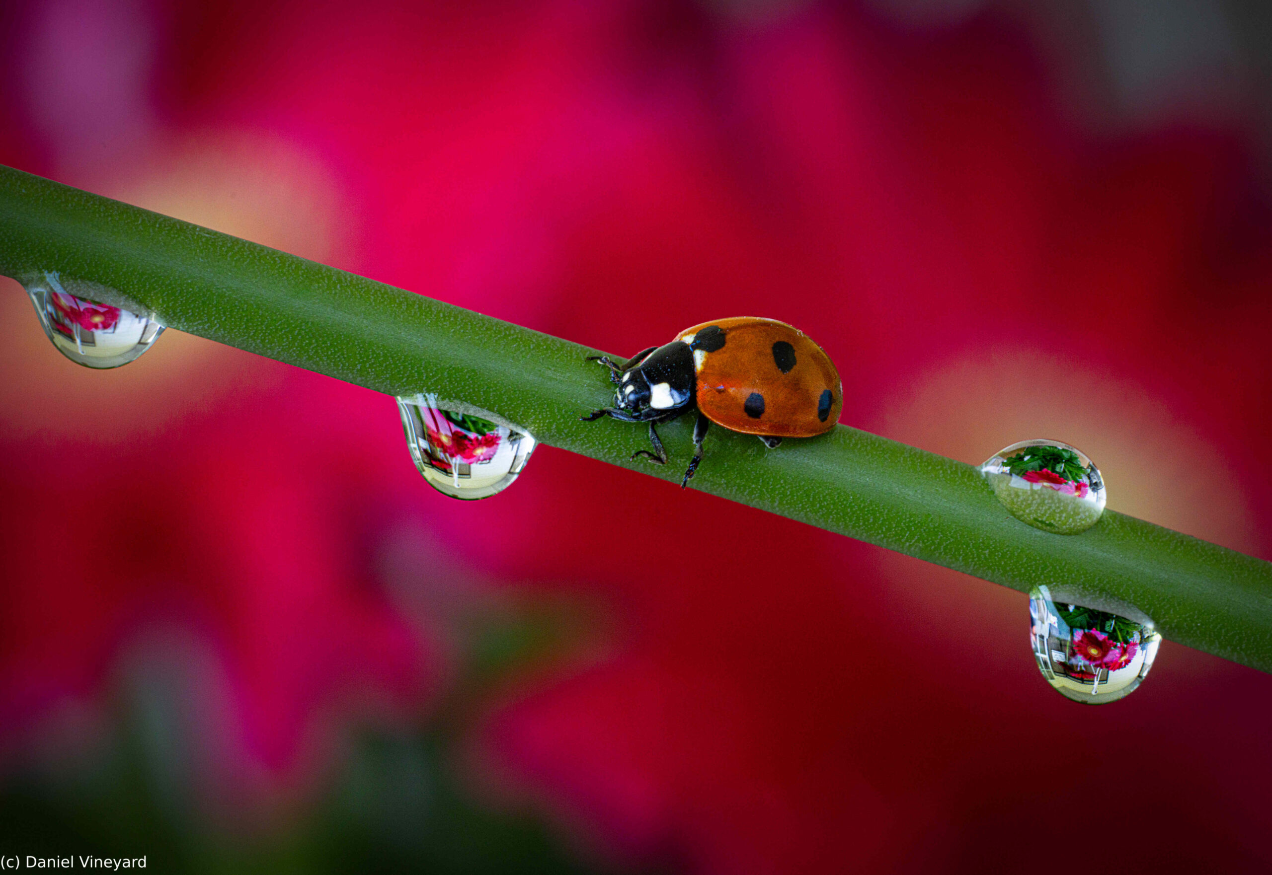 3rd Place Daniel Vineyard for The Lady Bug