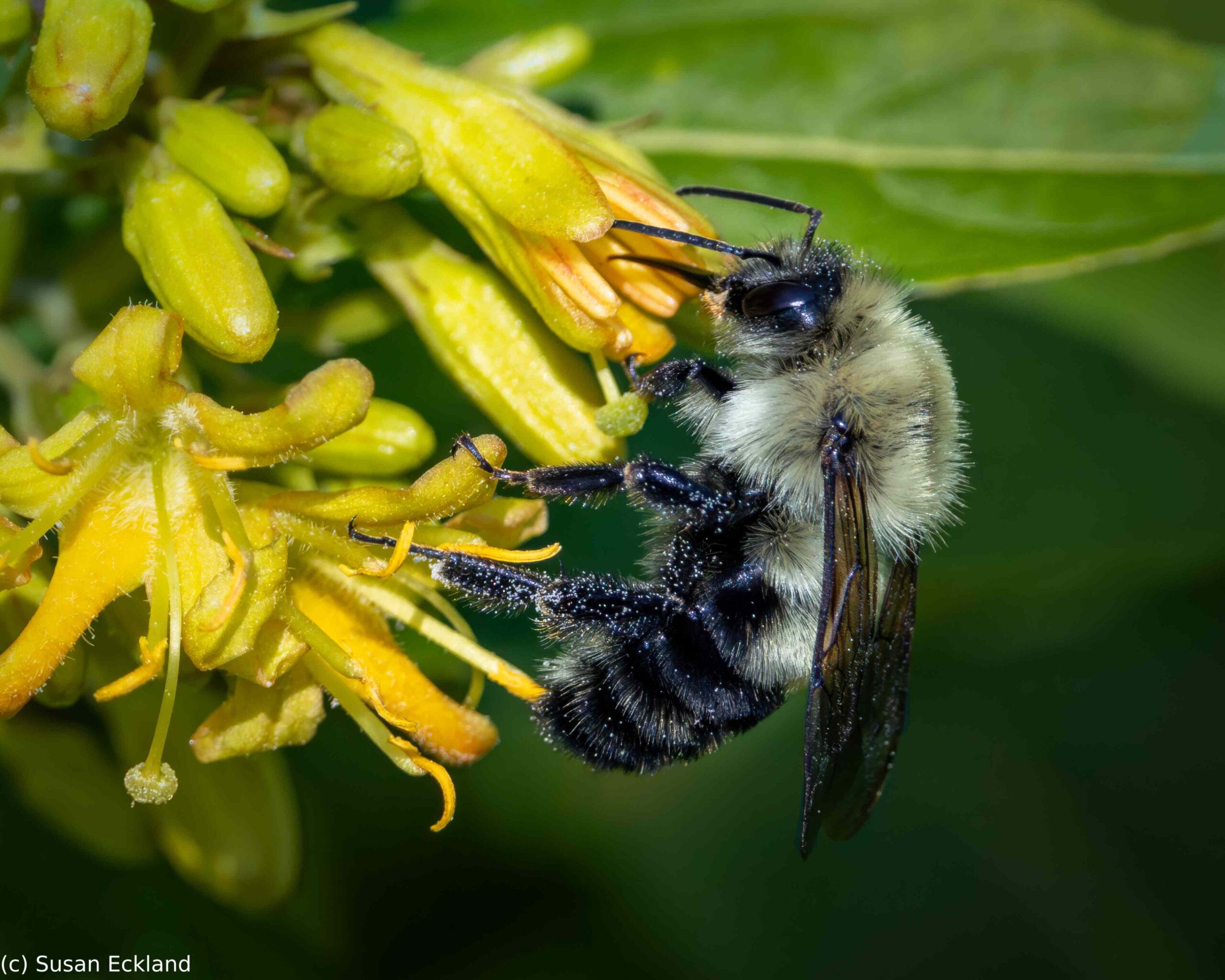2nd Place: Susan Ecklund for Busy Bee