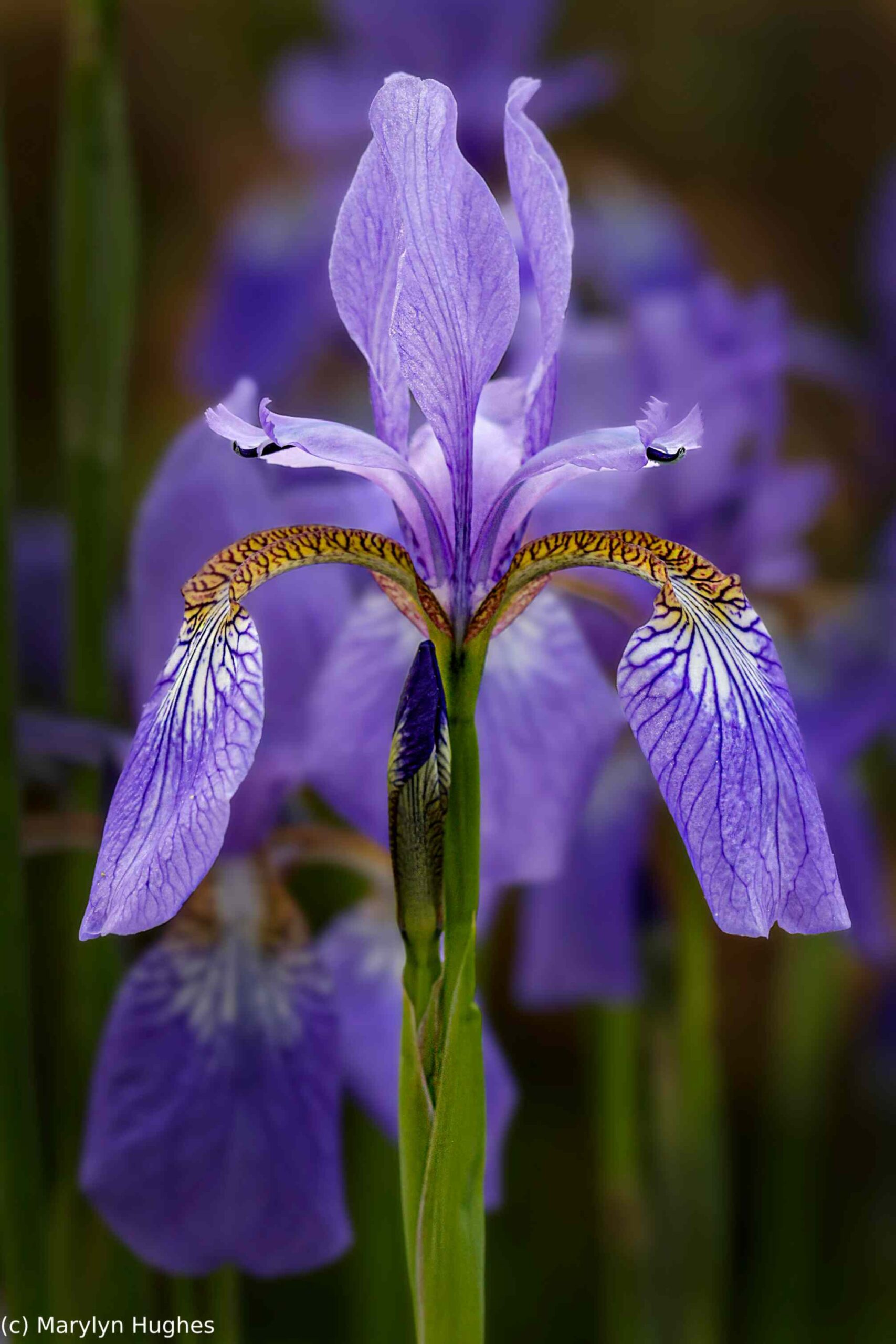 1st Place: Marylin Hughes for Stately Iris