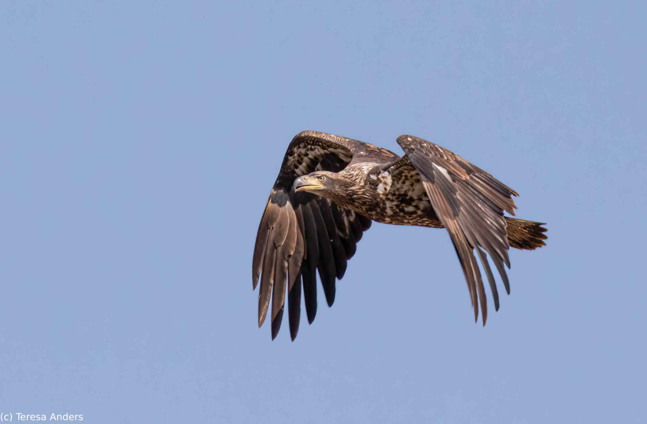 Adv_Teresa_Anders_Juvenile Eagle Flying.jpg
